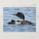 Search for loons postcards Duck