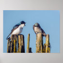 Search for tree swallow posters Nature