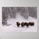 Search for group of animals posters Colour image