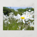 Search for daisy postcards Oxeye
