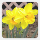 Recherche de jonquille jaune autocollants Printemps