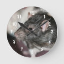 Recherche de rats horloges Rongeur