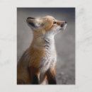 Recherche de fox cartes postales Renard