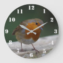 Search for robin clocks Wildlife
