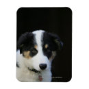 Recherche de semaine magnets Chiot