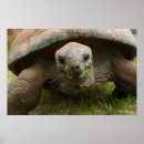 Search for tortoise posters Marine life