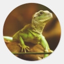 Recherche de lézard vert autocollants Animal