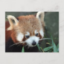 Recherche de red panda cartes postales Animal