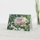 Search for of the hamster and cards Flowers