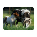 Search for maree magnets Bob langrish