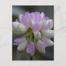 Recherche de macro cartes postales Pétales