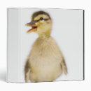Search for ducklings binders Nature