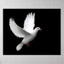 Search for white dove peace posters Abstract