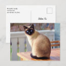 Recherche de chats bleus cartes postales Amoureux des chats