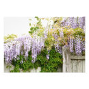 Search for wood fence posters Purple