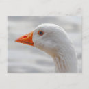 Recherche de emballé cartes postales Emballer