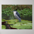 Recherche de hawaï posters Oiseau