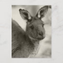 Recherche de marsupial cartes postales Aussie