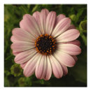 Search for osteospermum posters Garden