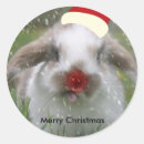 Recherche de nez de lapin Humour