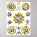 Search for art forms of nature posters Botanical
