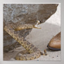 Recherche de serpent à sonnettes posters Reptile