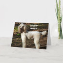 Recherche de caniche photographie Drôle