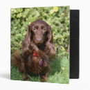 Search for long hair dachshund office supplies Canine photographer