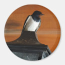 Search for lamp magnets Nature