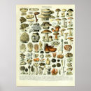 Search for champignons posters Mushroom