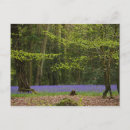 Search for beech postcards Woodland