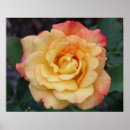 Search for beautiful roses posters Yellow
