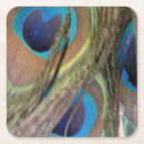 Search for peacock feather coasters Peafowl