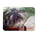 Search for rescues magnets Dog