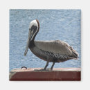 Search for seabird magnets Brown