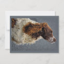 Search for liver postcards English springer spaniel