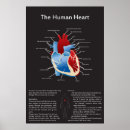 Search for aorta posters Heart