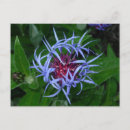Search for cornflowers postcards Garden