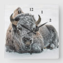 Search for wildlife clocks Animal