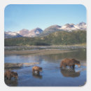 Search for sow stickers Alaska