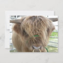 Recherche de cow cartes postales Écossaise