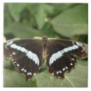 Search for black and white photo tiles Animals