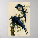 Search for jay bird posters Lithograph