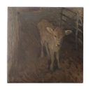 Recherche de veaux carreaux Vache