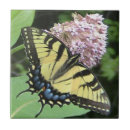 Recherche de papillon carreaux Tuile