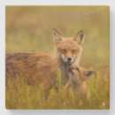 Recherche de kit dessous de verres Faune