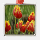 Search for tulip ornaments Garden