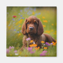 Search for cocker spaniel magnets Flowers