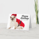 Search for birman cat Bavaria