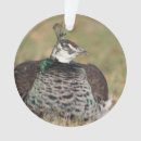Recherche de peacock ornements Paon